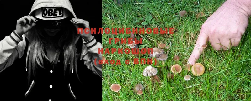 Псилоцибиновые грибы MAGIC MUSHROOMS  Саров 